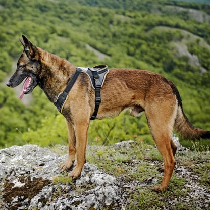 Harnais Longwalk Y Julius K9 Anthracite