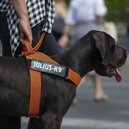 Harnais A Sangles Julius K9 Rose