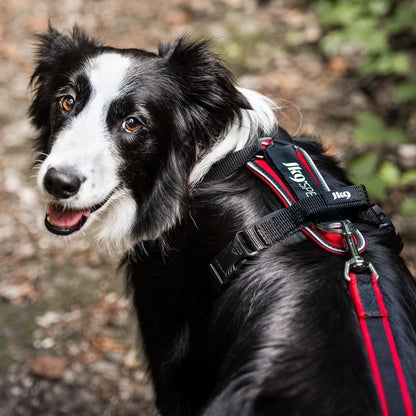 Harnais Speed Y Julius K9 Noir