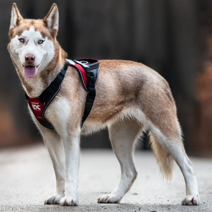 Harnais Longwalk Y Julius K9 Rouge