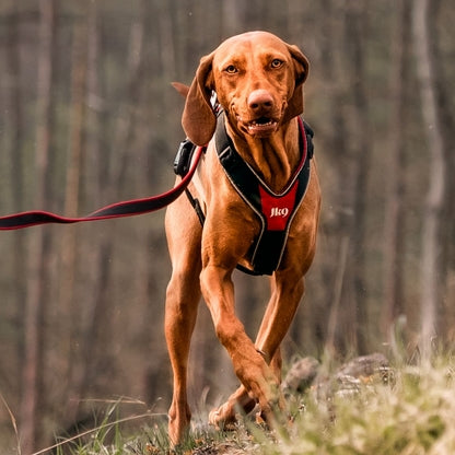 Laisse Extensible Julius K9 Rouge